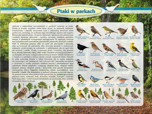 Ptaki_w_parkach.jpg