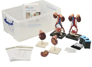 eduStacje - Biologia klasa 7 | 6. Nowa Era: Układ wydalniczy