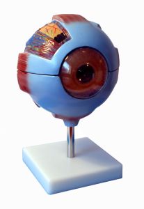 Model Oka